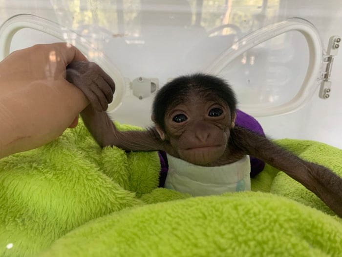 A Baby Gibbon And Volcanic Ash Wednesday S Best Photos News The Guardian A Baby Gibbon And Volcanic Ash Wednesday S Best Photos News The Guardian