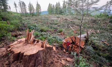 ‘There’s no argument that can be made, when you see these trees that are centuries old, that they should be cut down.’