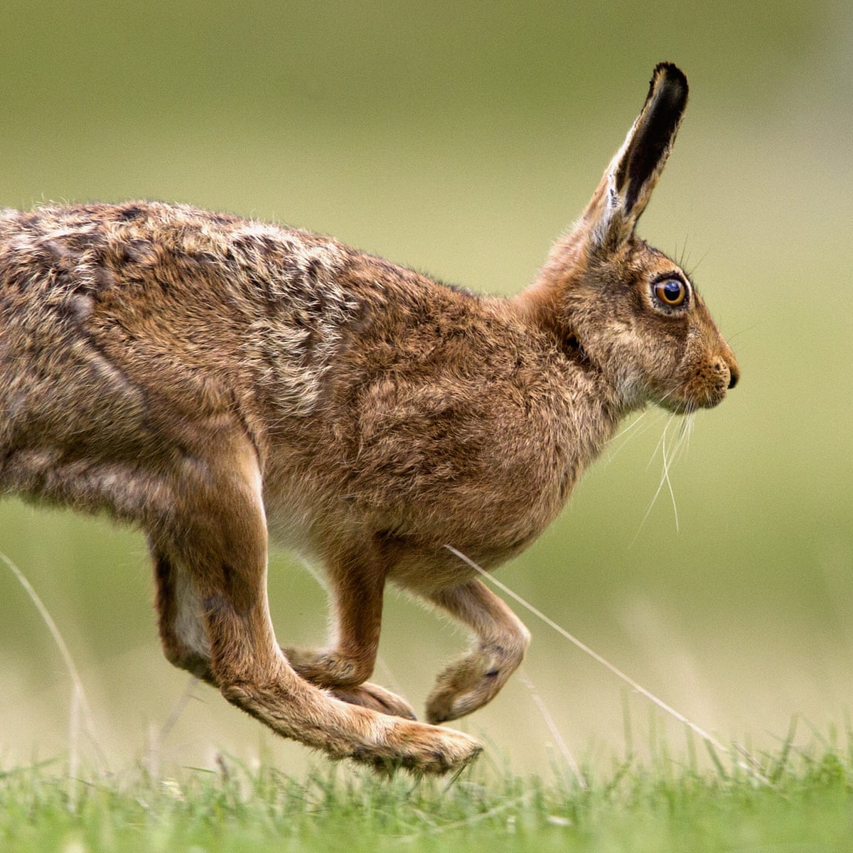 Leap of faith: ancient Britons viewed hares and chickens as gods | Animals  | The Guardian