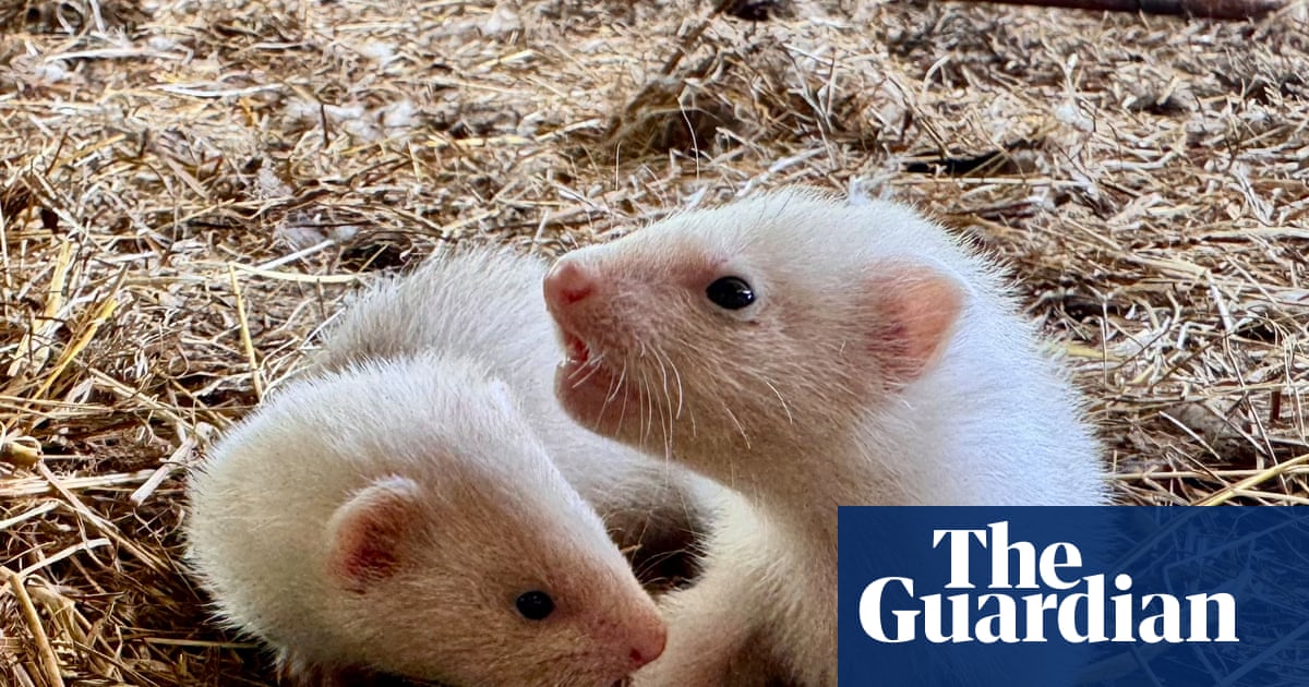 Country diary: Breeding ferrets is a wonderfully chaotic business | Michael White
