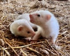Breeding Ferrets Is A Wonderfully Chaotic Business