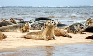 Common and Grey Seals on Sand Bar off Blakeney Point, Norfolk