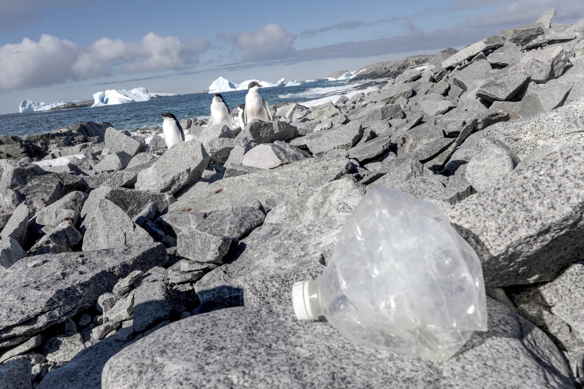 Plastic litters the Antarctic under the curious gaze of penguins. Scientists have found microplastics as small as 11 micrometres (about the size of a red blood cell) in the snow on the remote continent. Photo from Anadolu/Getty Images