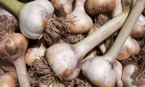 Is 'Garlic Master' worth your money?