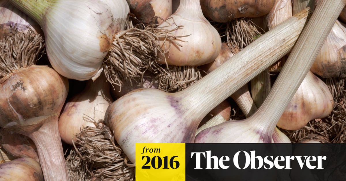 Gardens: boost your garlic