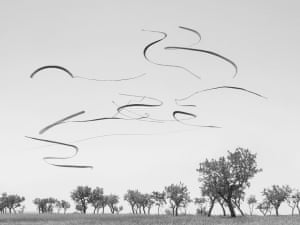 Birds drawing small curved lines above a copse of trees