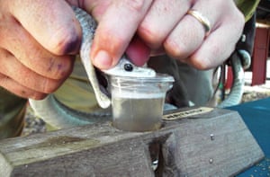 The venom of a black mamba is milked at Bio-Ken Snake Farm in Kenya