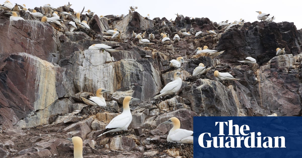 Name to section out ‘inhumane’ guga hunt by working with Hebridean islanders Name to section out ‘inhumane’ guga hunt by working with Hebridean islanders