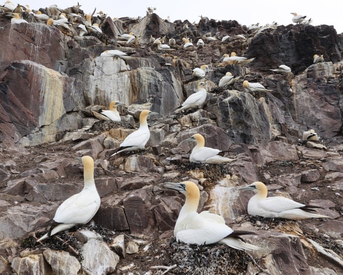 Call to phase out ‘inhumane’ guga hunt by working with Hebridean islanders