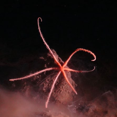 A seastar, a spindly looking thing with five pink legs in a star formation.