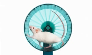 The study’s findings might also explain why runners, cyclists and others athletes can “hit the wall” when they push themselves hard.