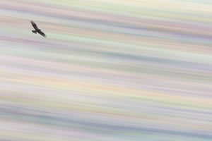 Nature of ‘De Lage Landen’ category runner-up: Flying Over a Pastel ‘Rainbow’ by Ronald Zimmerman, the Netherlands (common buzzard)