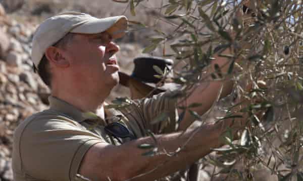 Michael Marmur, chairman of Rabbis for Human Rights, picks olives with the Qaduz family in Burin.