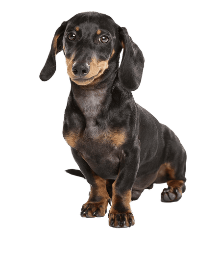 Dachshund looking at camerra