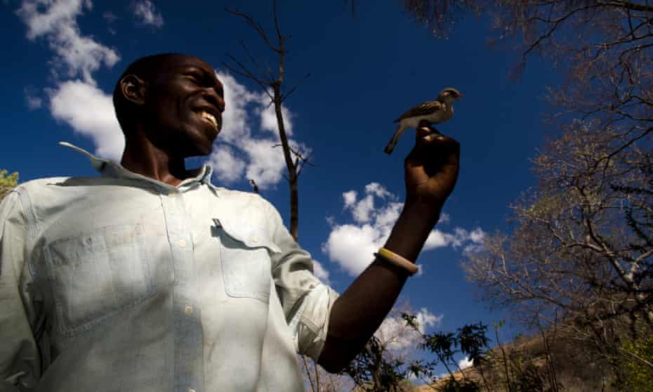 Yao honey-hunter Orlando Yassene holds a wild greater honeyguide female (temporarily captured for research) in the Niassa National Reserve, Mozambique.