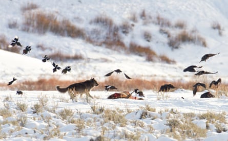 Magpies and crows fly into the sky while a wolf guards a carcass in a snowy landscape