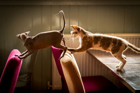 Playtime at the Cat House cafe in Norwich