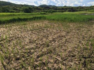 Dry rice fields by the road to Eland coal mine, Mwabulambo