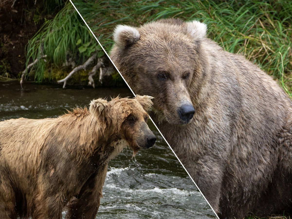 Grizzly Bear Hibernation grizzly-bear-hibernation