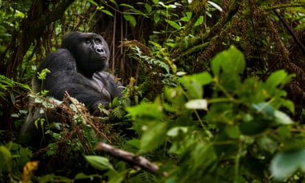 A trek into Volcanoes national park, Rwanda, brings an hour in the company of mountain gorillas. 