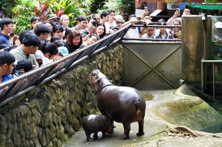 Zoo-goers gawp at the baby hippo and her mother in their enclosure