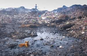 Garbage life A boy is busy searching through garbage along with animal friends.