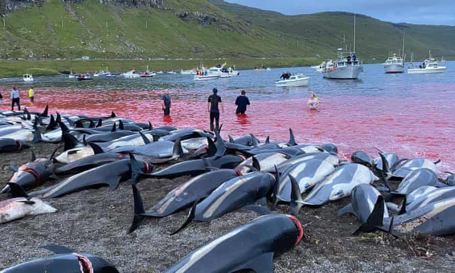 A picture released by Sea Shepherd of some of the white-sided dolphins slaughtered on Sunday.