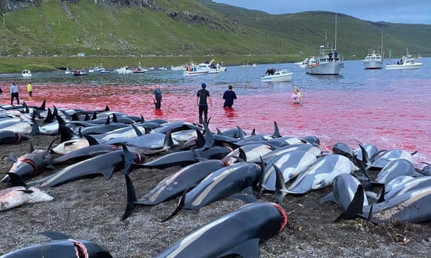 Dead white-sided dolphins lay on a beach, the sea is red from their blood