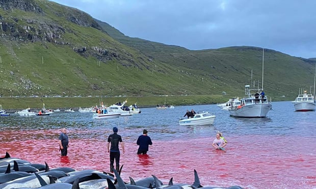 The carcasses of dead white-sided dolphins on a beach after being pulled from the blood-stained water on the island of Eysturoy.