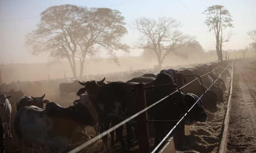 Cattle feed ration in a ranch in Brazil.