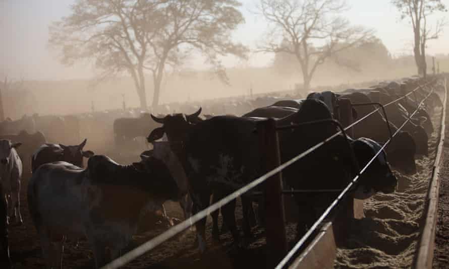 Cattle graze on feed ration on a ranch in Barretos.