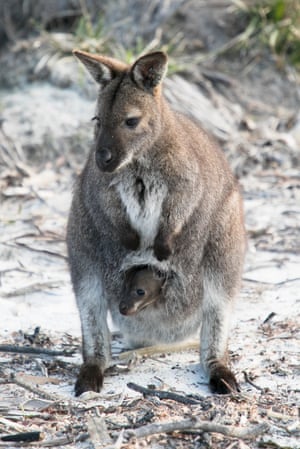 A small wallaby with a baby in its pouch.