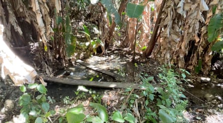 A small pool between trees
