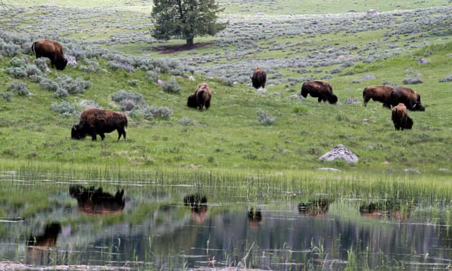 Yellowstone National Park bison herd