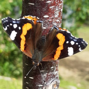 Astrid captured this red admiral butterfly on her phone.