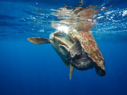 Mating loggerheads off the Sal coast.