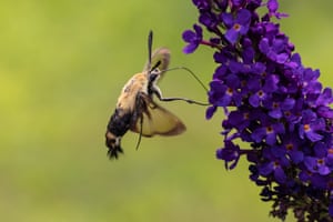 A snowberry clearwing perches on a flower
