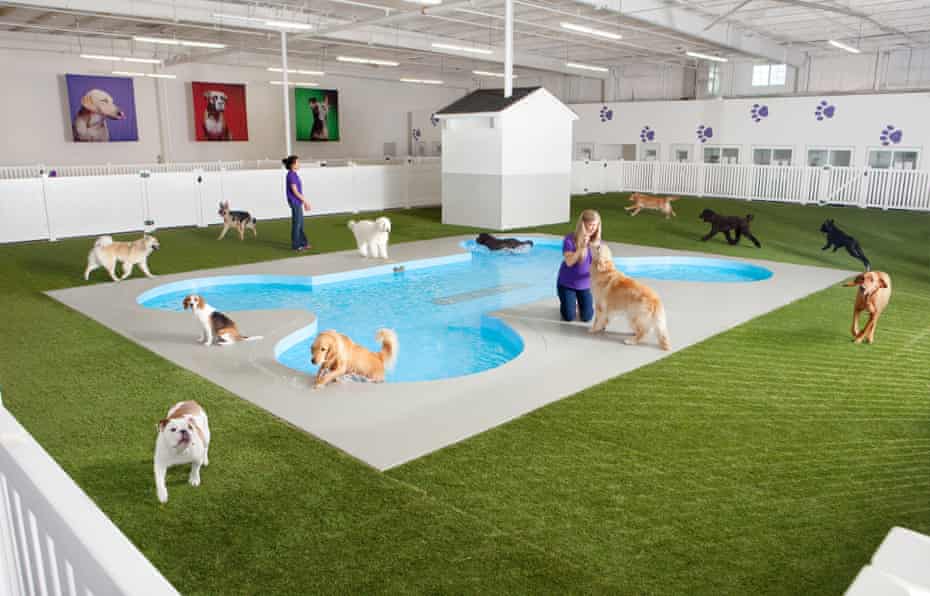 Artist rendering of Paradise 4 Paws, a holding area for dogs in a new luxury terminal at New York’s John F. Kennedy international airport. 