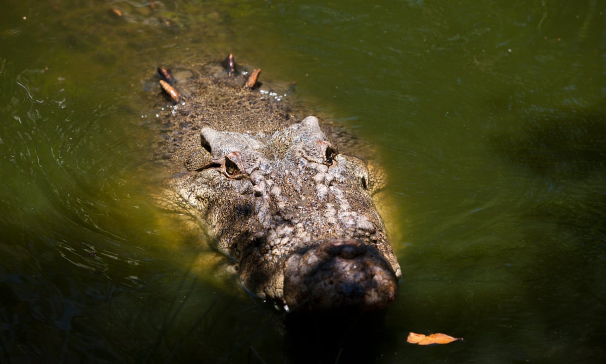 Teenage boy bitten by crocodile as hundreds evacuated from flooded NT communities | Australia news | The Guardian