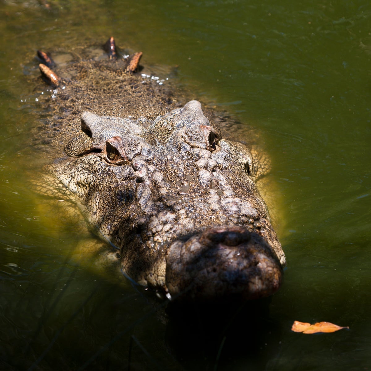 Second crocodile killed and examined for human remains after man went missing in | Queensland | The Guardian
