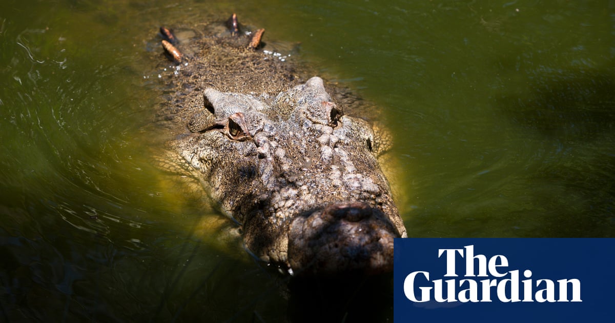 Queensland man uses pocket knife to fight off crocodile dragging him into river