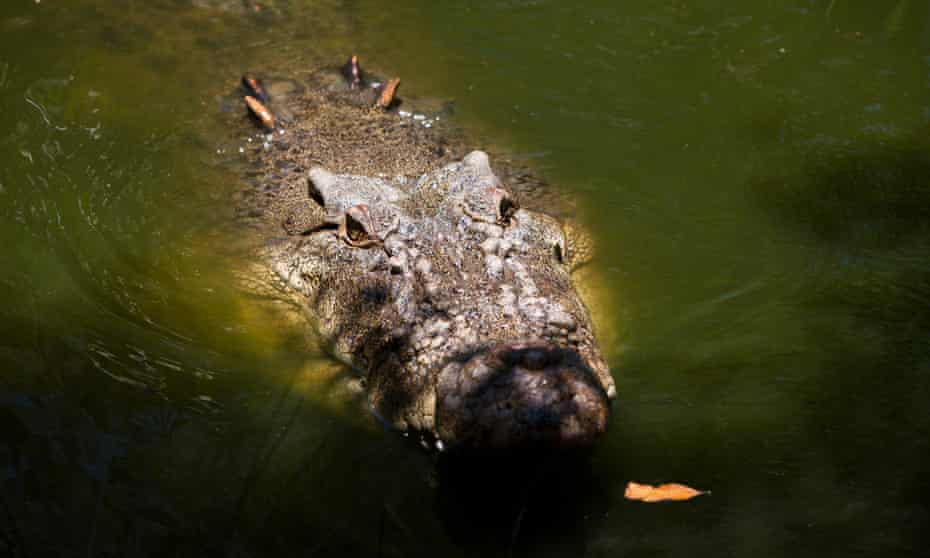 A saltwater crocodile in Queensland