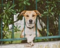 A dog looks through a fence