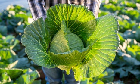 A fresh cabbage harvest.