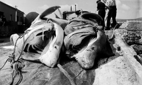 Black and white photo of two huge dead sharks lying on a quay with mouths gaping and three men standing behind them