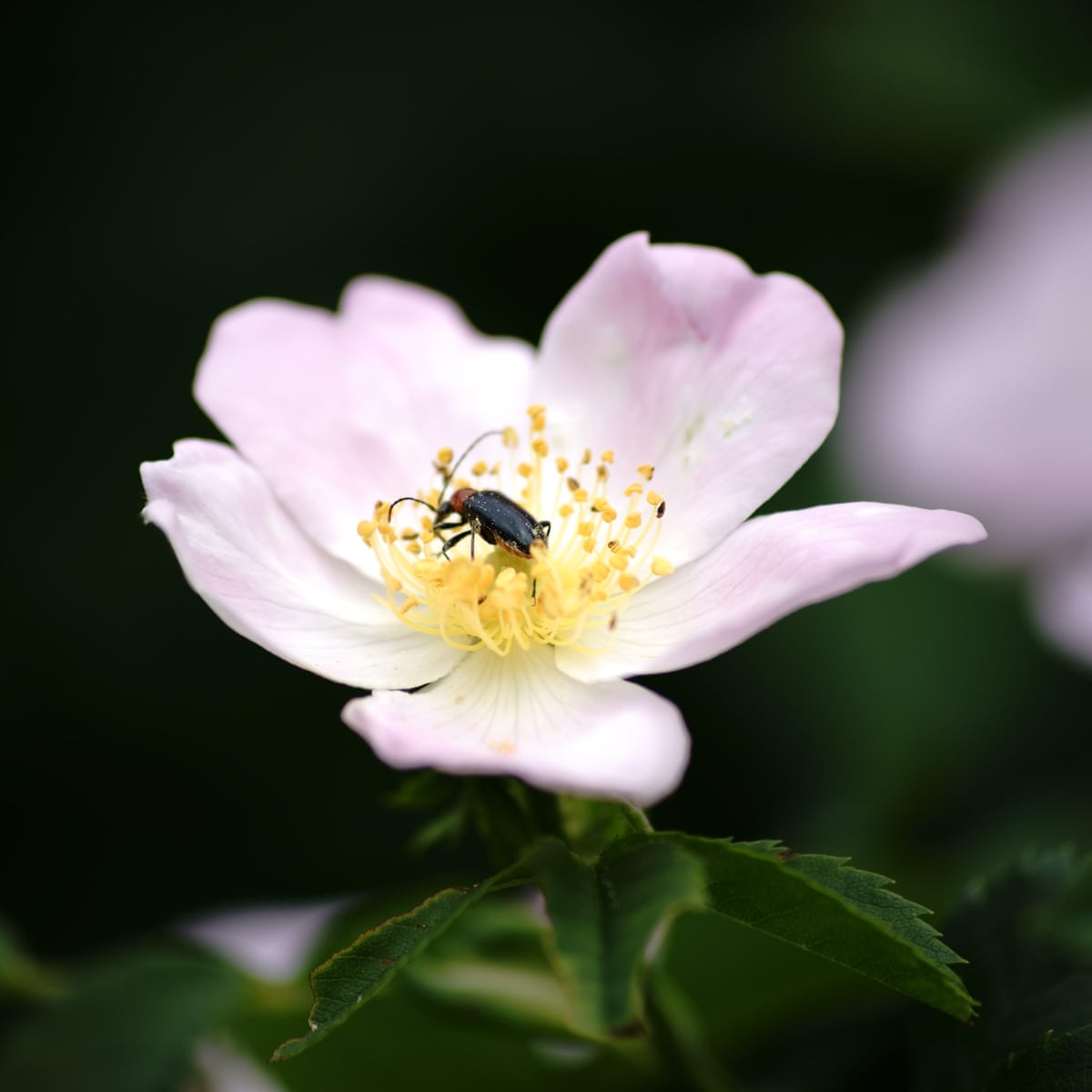 Country Diary War Of The Roses Insects The Guardian