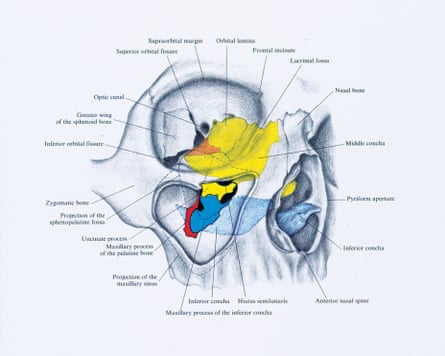 Dual vocation … one of Edita Schubert’s anatomical drawings, showing the surgical anatomy of head and neck.
