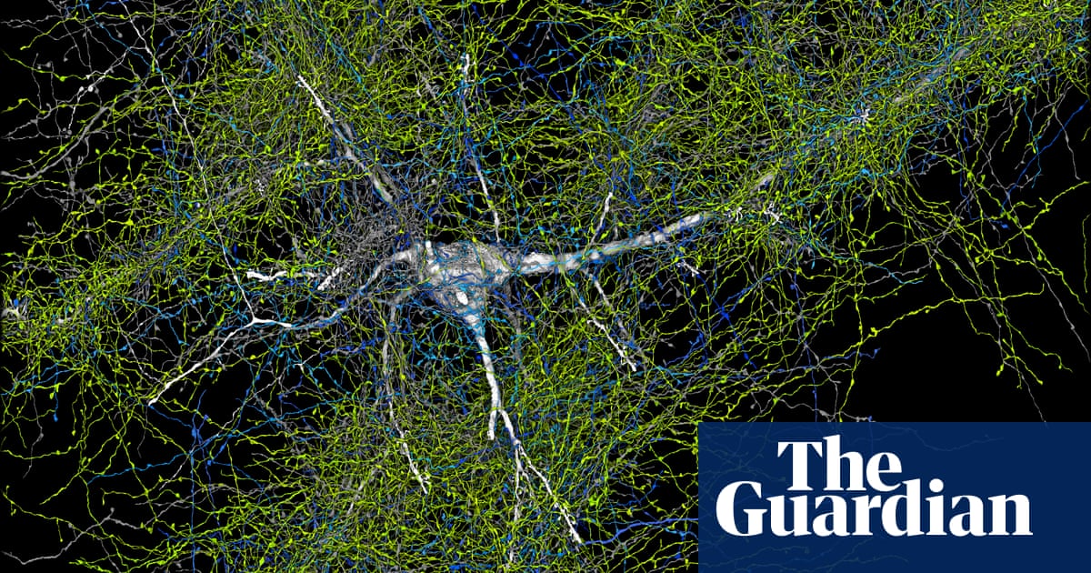 Harvard researchers teamed up with Google to analyse the makeup of the brain, much of which is not yet understood Harvard researchers teamed up with Google to analyse the makeup of the brain, much of which is not yet understood