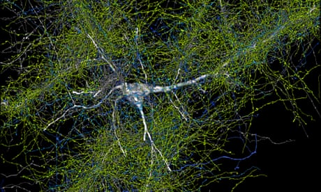 Scientists find 57,000 cells and 150m neural connections in tiny sample of human brain