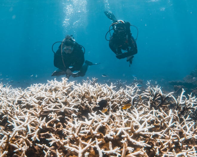 How a marine heatwave is threatening Australia’s spectacular coral reefs How a marine heatwave is threatening Australia’s spectacular coral reefs
